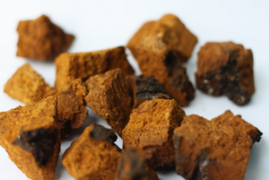 chaga