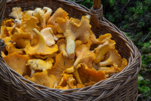 maitake